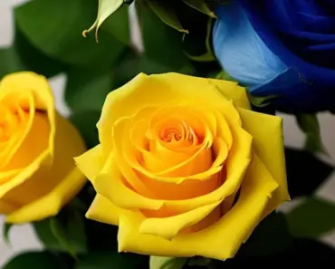 What Do Florists Spray on Flowers to Keep Them Fresh