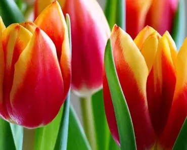 Are Silk Flowers Less Expensive