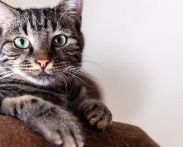 Which Pronoun is Used for Cat