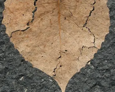 Can a Damaged Heart Get Stronger