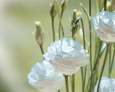 Which Cut Flowers Should Not Go in Cooler