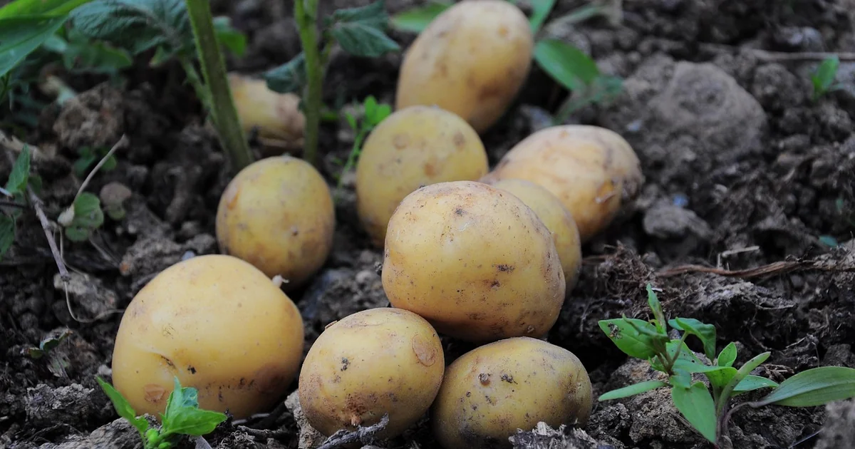 How Much is the Most Expensive Potato expensive potato