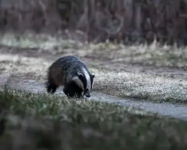 Is Badgercare an Hmo