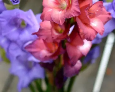 What Room is Best for Drying Flowers