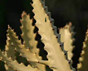 Can I Send a Christmas Cactus