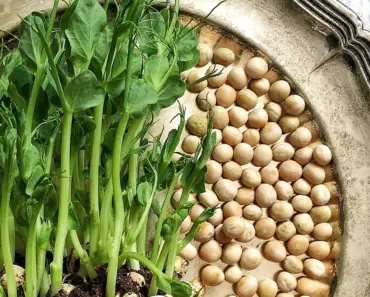 Microgreens How to Grow Healthy Sprouts
