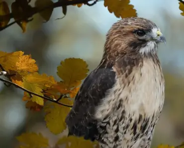 Is Red Hawk a Native American Name