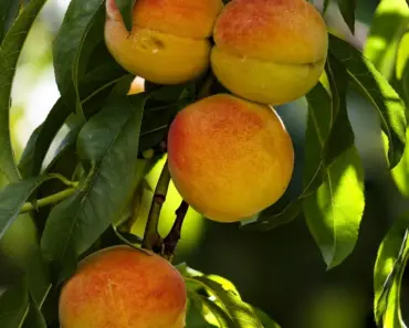 Is Canning Peaches Safe