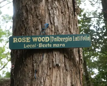 Why is Rosewood so Special
