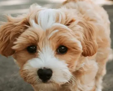 How to Choose the Best Pet Insurance