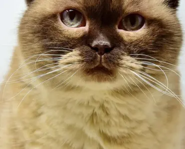 How Old Your Cat is in Human Years