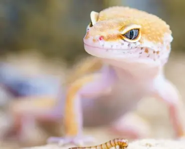 Do Worms Need Sand