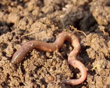 Can Earthworms Survive Out of Soil
