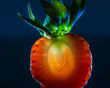 What Berry is a Cross Between Raspberry and Blackberry