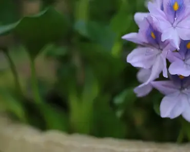 What is the Best Plant to Leave at a Grave