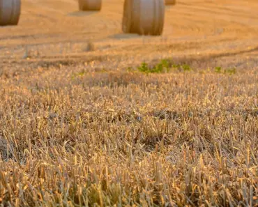 Who is the Founder of Harvest Finance