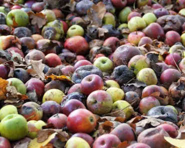 What Happens If You Compost the Wrong Things