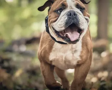 Which Fruits Are Good for Dogs Which Fruits Are Good for Dogs