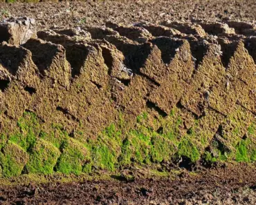Is Peat Bad for Your Garden