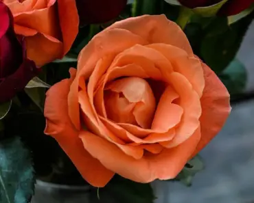 What Does 2 Pink Flowers Mean