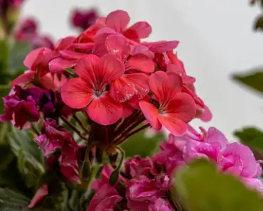 What Flower Causes Burns
