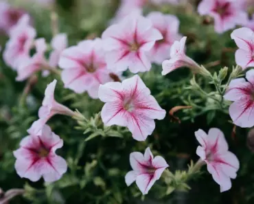 What is the Green Part of a Flower Called What is the Green Part of a Flower Called