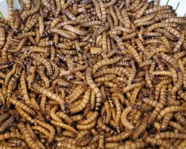 Are Ashes Good for the Worm Bin