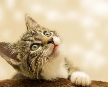 Differing Between a Stray and Feral Cats