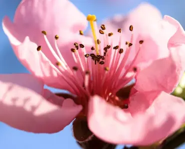 What Flower Blooms All Summer and Comes Back Every Year