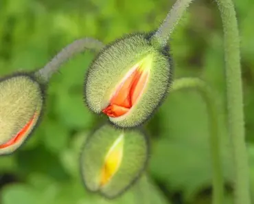 What Flower is Best for First Date