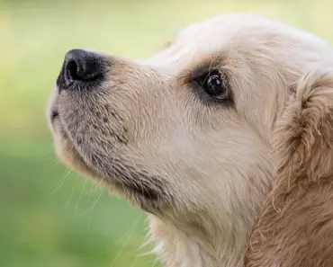 The 6 Most Dangerous Dog Breeds