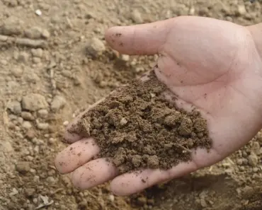 Should I Use Topsoil or Compost in Garden