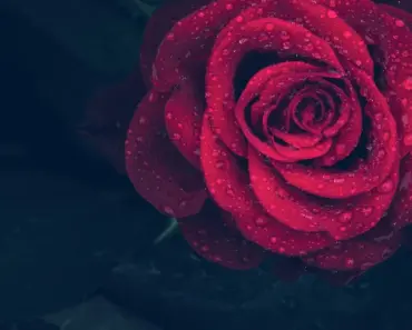 Can I Give My Girlfriend Pink Roses