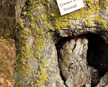 Is an Agent Free