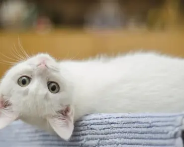 Should You Sleep With Your Cat