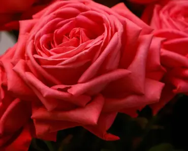 What is the Most Common Method for Drying Flowers