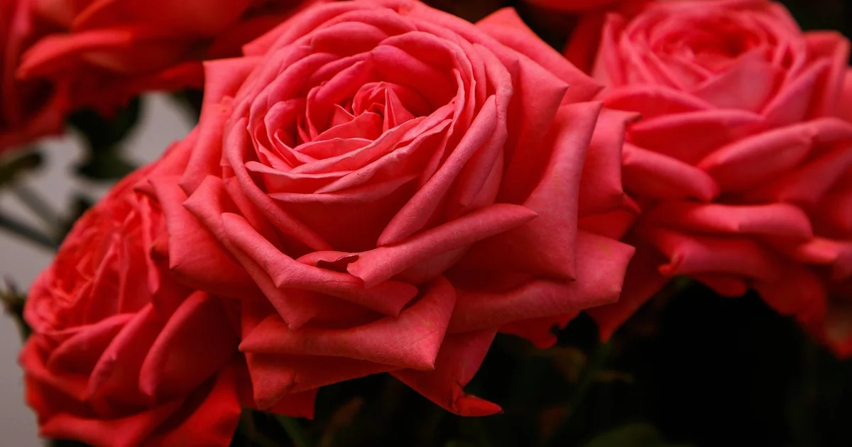 What is the Most Common Method for Drying Flowers fresh colorful flower bouquet