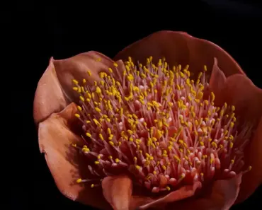 Why Are Petals Attractive