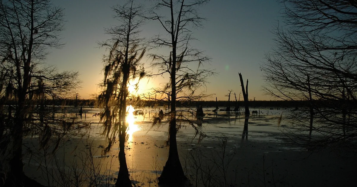 What Does Healthy Louisiana Cover healthy louisiana