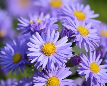 What Color Flower is Love