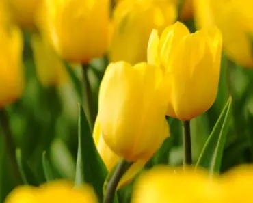 What Flower Means Renewal