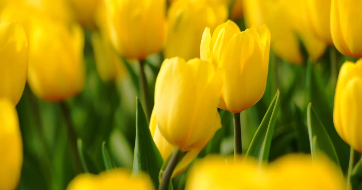 What Flower Means Renewal blooming vibrant flower garden