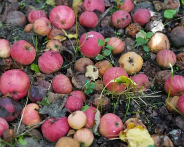 Can I Throw Compost on Top of Soil