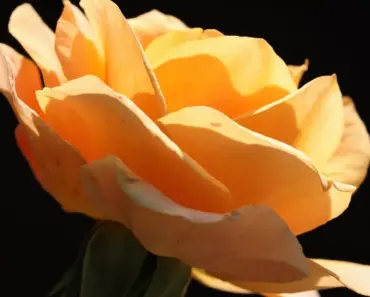 What is the Rarest Known Flower