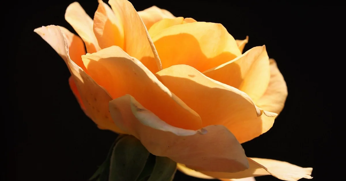 What is the Rarest Known Flower blooming vibrant flower garden