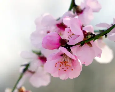 Is Almond Extract Made From Bitter Almonds
