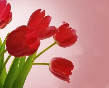 Is Tulip a Good Gift