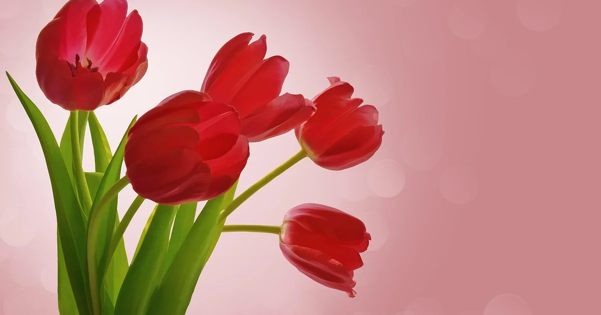 Is Tulip a Good Gift tulip gift