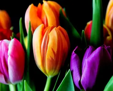 Do Dried Flowers Cost More Than Fresh