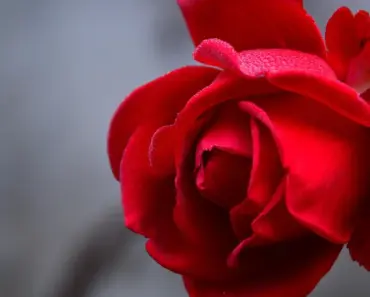 How Many Roses in a Wrist Corsage